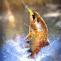 終極釣魚大師游戲